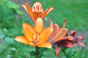 Fototapeta premium Orange Lilies in the Garden