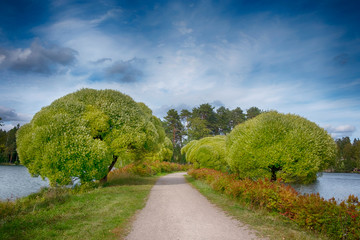 Fototapeta premium Park with beautiful willow trees between two lakes in the city of Imatra. Finland