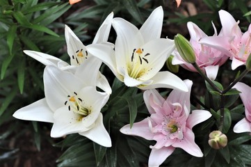 White Lilies and Pink Double Lilies