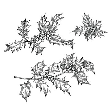 Holly branch set in line art style.