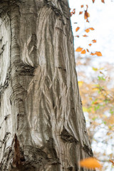 Tronc d'arbre en automne