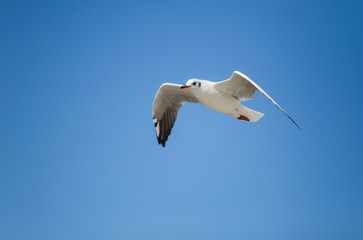 Fototapeta na wymiar Seagull in sky clouds view.