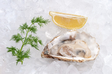 Fresh oysters platter with sauce and lemon