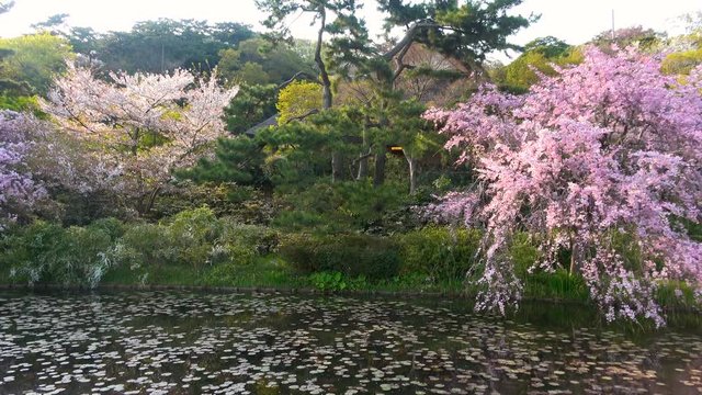 Pan Shot of Cherry Blossoms over Reflective Lotus Pond in Japan
