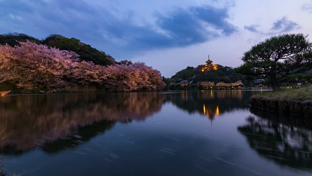 Timelapse Day to Night Shot of Cherry Blossoms by Reflective Pond in Japan