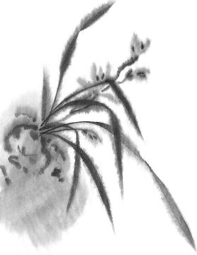 Wild Orchid. Black and white ink image. Chinese, japanese style. Graphic arts. Background with flowers. Flowers and leaves.