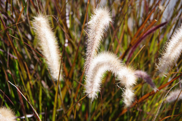 Selective focus macro view of some fountain grass heads