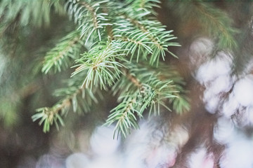 In the blur of the tree branches on a blurred background