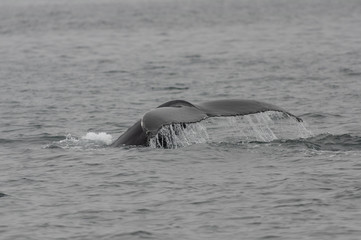 Fototapeta premium Humpback whale