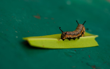 caterpillar on a leaf