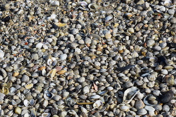 Mediterranean shells