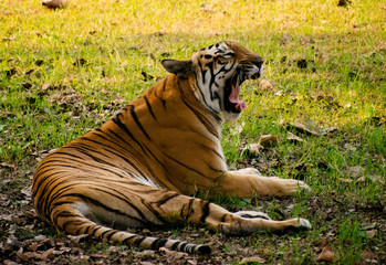 tiger in zoo