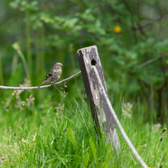 bird