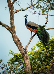 peacock on a tree