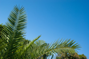 Green holly leaves of a palm tree in the form of a triangular frame on a background of blue clear sky