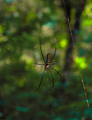 spider on a web