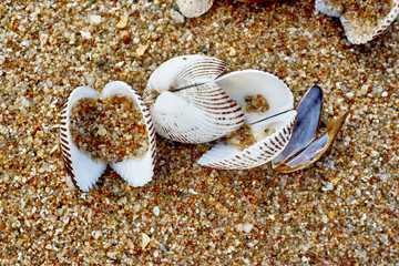 Obraz na płótnie Canvas Seashells on the sand