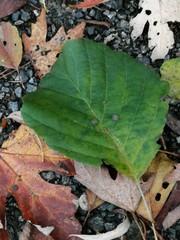 Leaf  green