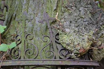 An old fence overgrown by the bark of a tree.