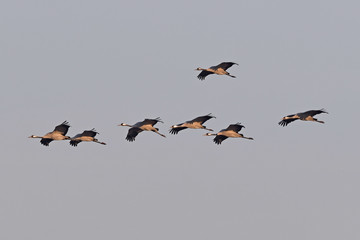 fliegende Kraniche (Grus grus) auf dem Zug - migrating cranes