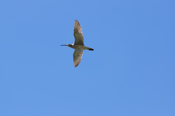 Bird in flight