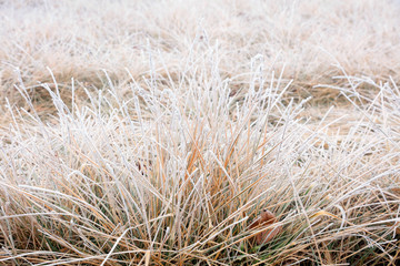 Subtilis in frost and snow