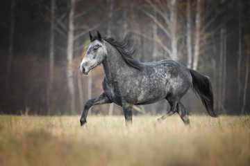 Beautiful horse running on the autumn meadow