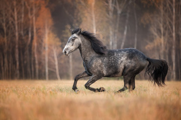 Fototapeta na wymiar Beautiful horse running on the autumn meadow