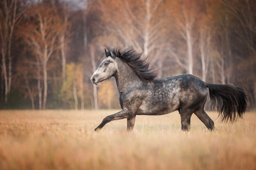 Fototapeta na wymiar Beautiful horse running on the autumn meadow