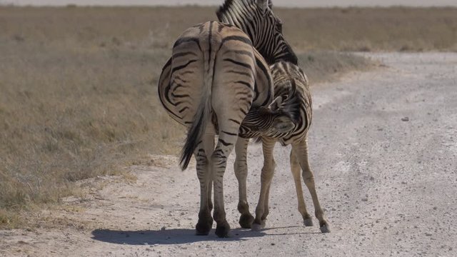 mom zebra feeds her foal.