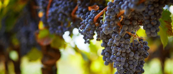 Küchenrückwand glas motiv Weingarten Bündel blaue Trauben, die am Herbsttag am Weinberg hängen