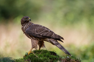 Northern goshawk juvenile in the forest in the south of the Netherlands