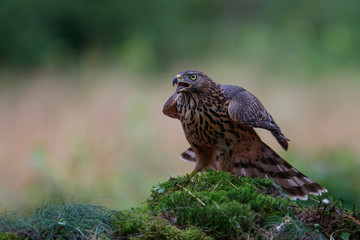 Northern goshawk juvenile in the forest in the south of the Netherlands
