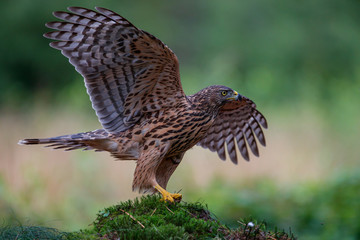 Northern goshawk juvenile in the forest in the south of the Netherlands