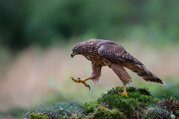 Northern goshawk juvenile in the forest in the south of the Netherlands