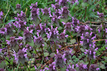 Natural overgrown purple nettle (Lamium purpureum)