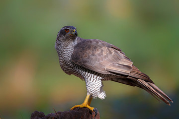 Northern goshawk in the forest in the south of the Netherlands