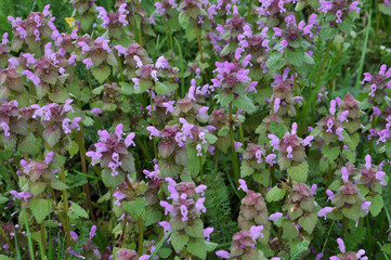 Obraz premium Natural overgrown purple nettle (Lamium purpureum)