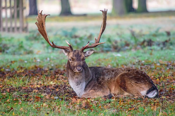 A Red Deer Stag resting in the woods