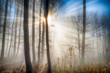 Forests in winter with sunbeams passing through the fog. European forest with high and low trees. The sun hidden behind a tree with a blue sky.