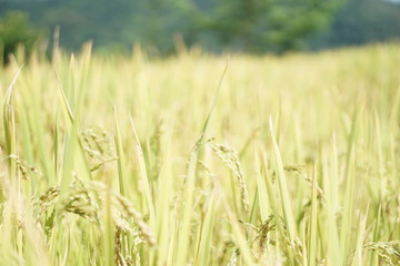 Rice feild on the hill