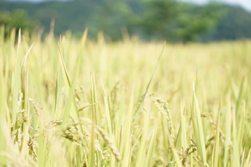 Rice feild on the hill