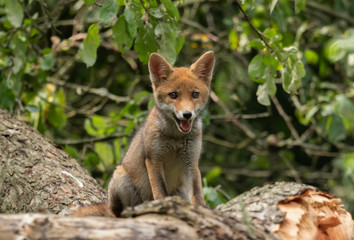 Cute Fox cub sitting on a tree