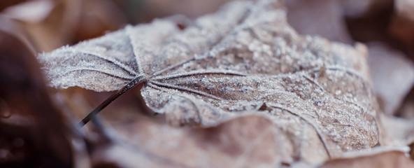 Dry foliage with hoarfrost in the autumn forest.