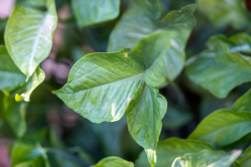 green plant leaves close up