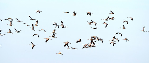 fliegende Kraniche (Grus grus) auf dem Zug - migrating cranes