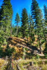 Conifers and shadows on autumn hillside in eastern Washington