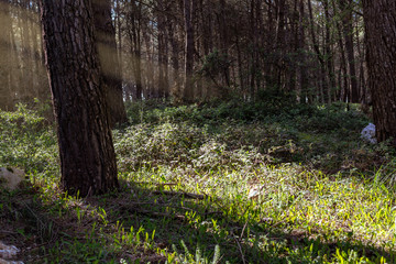 Foresta Mercadante Puglia Italia