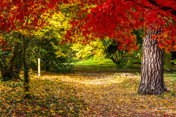colorful autumn leaves in the park