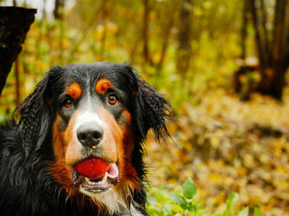 Bern shepherd dog in a forest park, on the ground, With red apple in its mouth as a play toy.